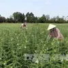 Cần Thơ rice farmers switch to high-value sesame