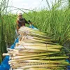 Bulrush cultivation offers stable income for farmers