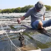 Bà Rịa – Vũng Tàu farmers expand breeding of Pacific oysters