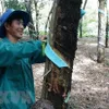 Vietnam ranks third worldwide in terms of rubber export value