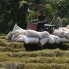 Rice output up 1.1 million tonnes in 2021