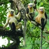 WWF's report: Five primate species in Vietnam in urgent need of conservation