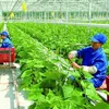 Vietnam eyes green and sustainable agriculture