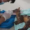 Two rare Owston's palm civets rescued in Ninh Binh