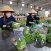 Da Lat vegetables exported to Singapore, RoK