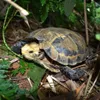 Endangered turtles, tortoises found in Thanh Hoa nature reserve