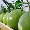 Vietnamese pomelo gets green light to enter US market