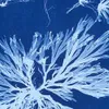 Cyanotype: Old photographic technique turns into art