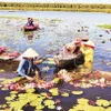 Water lily in 'floating season'