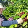 Room remains for Vietnam’s coffee exports to Algeria