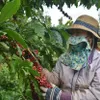 Improving coffee quality essential to expand exports to EU