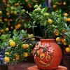 Kumquat – enduring symbol of Tet