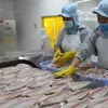 Tra fish production, exports surge