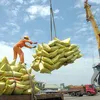 Vietnamese rice prices increase sharply