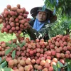 Hai Duong promotes sales of Thanh Ha lychee, typical products