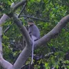 Urgent action needed on primate protection