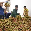 Nearly 4,000 tonnes of Bac Giang’s early maturing lychee exported to demanding markets