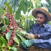 Coffee export turnover exceeds 2 billion USD in five months