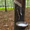 Rubber export continues to grow sharply