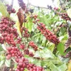 Vietnam eyes to expand coffee exports to Africa