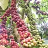 Vietnam to replant 107,000ha of coffee by 2025