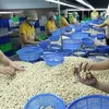 Vietnamese firms regain ownership of all 100 cashew nut containers in Italy scam