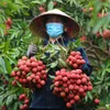 First fresh lychee batch exported to China via Mong Cai border gate