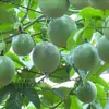 Vietnam to export passion fruits to China from July 1