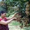 Hoa Binh province’s longan exported to EU