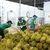 First approved batch of Vietnamese durians en route to China