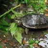 Vietnam Tortoise and Freshwater Turtle Identification Book re-released