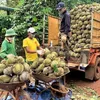 Minister calls for sustainable cultivation of durian and passion fruit