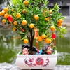 Kumquat – enduring symbol of Tet