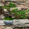 Bonsai captures vitality of nature