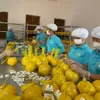 Hoa Binh exports first batch of Dien pomelo to UK