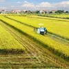 Mekong Delta rice farming to become a leading sector in agricultural production