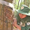 Vietnamese rubber companies helpful in Laos