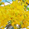 Yellow phoenix flowers attract tourists in Bao Loc