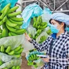 Vietnam’s dragon fruit, banana, durian export targets 2 billion USD in 2023