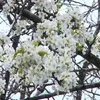 White pear blossom festival held in Lao Cai