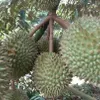 Vietnam increases durian export