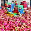 Promoting the effectiveness of geographical indication for Binh Thuan dragon fruit