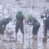 RoK-funded mangrove restoration project launched in Ninh Binh