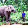 Dak Lak develops elephant-friendly tourism model