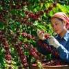 Vietnam needs to develop coffee branding to go global