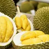 China approves 246 Vietnamese durian growing area codes