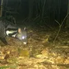 Rare civet species discovered in central natural reserve