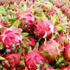 Dragon fruit export turnover reaches 47 million USD