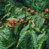 Vietnam and the journey to reassert its position on the world coffee map