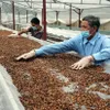 Stocks of coffee producers less appealing on market